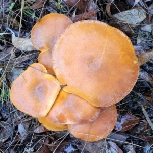 Gymnopilus sp. at Greenleigh, NSW - 7 May 2023 01:33 PM