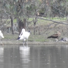 Haliastur sphenurus (Whistling Kite) at Albury - 29 Mar 2023 by GlossyGal