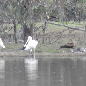 Haliastur sphenurus at Splitters Creek, NSW - 29 Mar 2023 04:06 PM