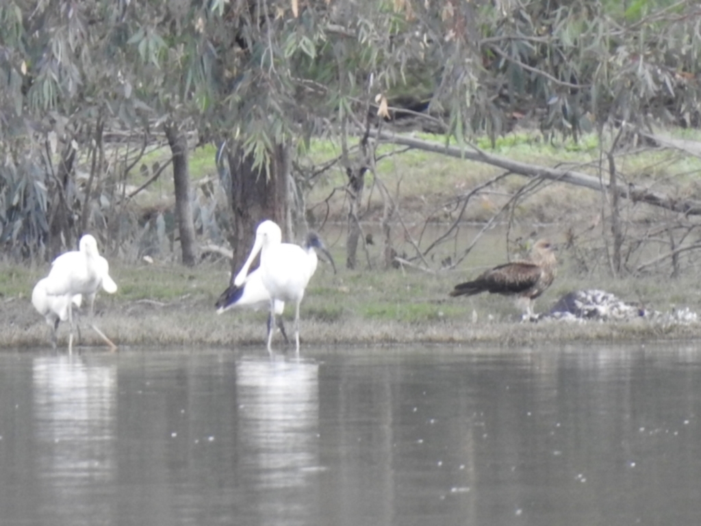 Haliastur sphenurus at Splitters Creek, NSW - 29 Mar 2023