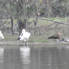 Haliastur sphenurus (Whistling Kite) at Wonga Wetlands - 29 Mar 2023 by GlossyGal