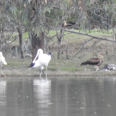 Haliastur sphenurus (Whistling Kite) at Splitters Creek, NSW - 29 Mar 2023 by GlossyGal