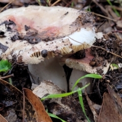 Russula sp. (Russula) at QPRC LGA - 7 May 2023 by trevorpreston