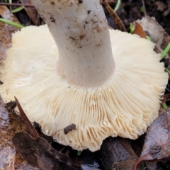 Russula sp. (genus) at Greenleigh, NSW - 7 May 2023