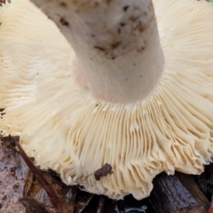 Russula sp. (genus) at Greenleigh, NSW - 7 May 2023