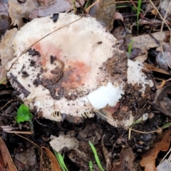 Russula sp. (genus) at Greenleigh, NSW - 7 May 2023