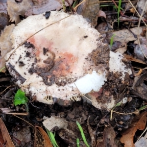 Russula sp. (genus) at Greenleigh, NSW - 7 May 2023