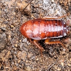 Unidentified Cockroach (Blattodea, several families) at Greenleigh, NSW - 7 May 2023 by trevorpreston