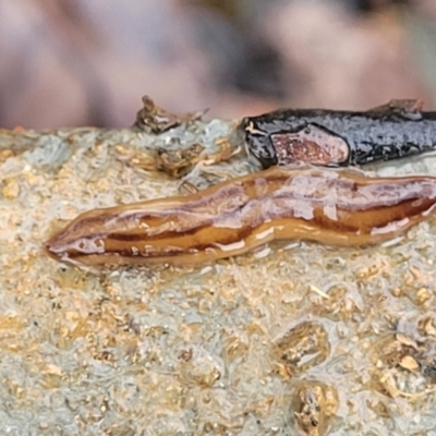 Anzoplana trilineata (A Flatworm) at QPRC LGA - 7 May 2023 by trevorpreston