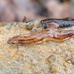 Anzoplana trilineata (A Flatworm) at QPRC LGA - 7 May 2023 by trevorpreston