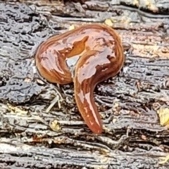 Fletchamia quinquelineata (Five-striped flatworm) at QPRC LGA - 7 May 2023 by trevorpreston