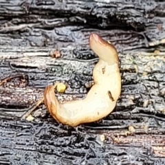 Fletchamia quinquelineata at Greenleigh, NSW - 7 May 2023