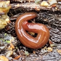 Fletchamia quinquelineata at Greenleigh, NSW - 7 May 2023