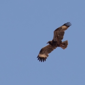 Hamirostra melanosternon at Cunnamulla, QLD - 16 Aug 2017