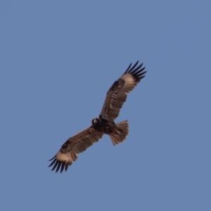 Hamirostra melanosternon at Cunnamulla, QLD - 16 Aug 2017