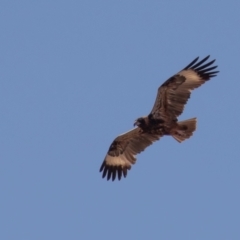 Hamirostra melanosternon at Cunnamulla, QLD - 16 Aug 2017