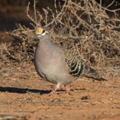 Phaps chalcoptera (Common Bronzewing) at Cunnamulla, QLD - 14 Aug 2017 by rawshorty
