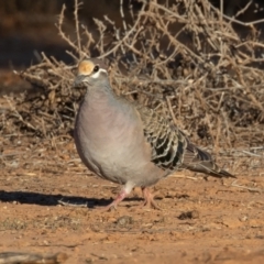 Phaps chalcoptera (Common Bronzewing) at Cunnamulla, QLD - 15 Aug 2017 by rawshorty