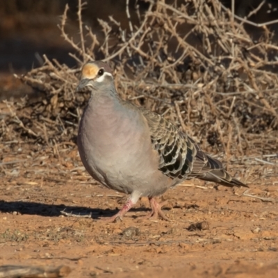 Phaps chalcoptera (Common Bronzewing) at Cunnamulla, QLD - 15 Aug 2017 by rawshorty
