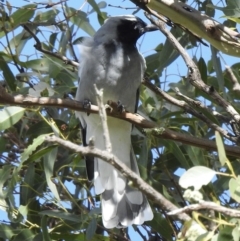 Coracina novaehollandiae (Black-faced Cuckooshrike) at Canyonleigh, NSW - 18 Apr 2023 by GlossyGal
