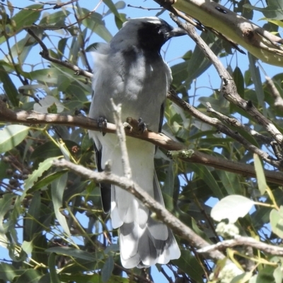 Coracina novaehollandiae (Black-faced Cuckooshrike) at Wingecarribee Local Government Area - 18 Apr 2023 by GlossyGal