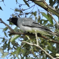 Coracina novaehollandiae at Canyonleigh, NSW - 18 Apr 2023