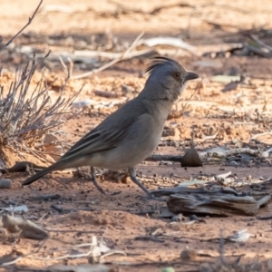 Oreoica gutturalis at Cunnamulla, QLD - 17 Aug 2017 08:22 AM