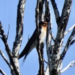 Hirundo neoxena (Welcome Swallow) at Mallacoota, VIC - 26 Apr 2023 by GlossyGal