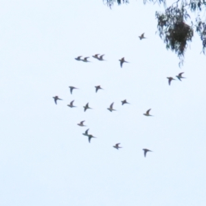 Lathamus discolor at Watson, ACT - 7 May 2023