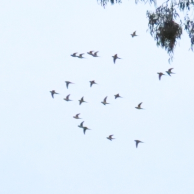 Lathamus discolor (Swift Parrot) at Watson, ACT - 7 May 2023 by TomW