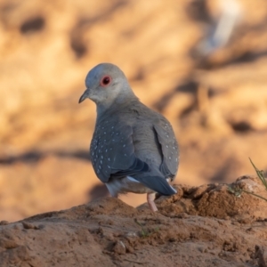 Geopelia cuneata at Cunnamulla, QLD - 16 Aug 2017