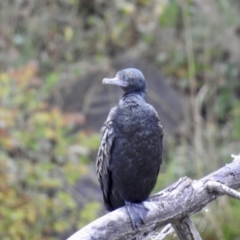 Phalacrocorax sulcirostris (Little Black Cormorant) at Queanbeyan, NSW - 30 Apr 2023 by GlossyGal