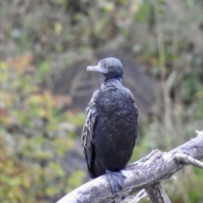 Phalacrocorax sulcirostris (Little Black Cormorant) at QPRC LGA - 30 Apr 2023 by GlossyGal