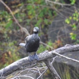 Phalacrocorax sulcirostris at Queanbeyan, NSW - 30 Apr 2023 10:28 AM