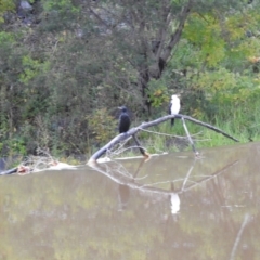 Phalacrocorax sulcirostris at Queanbeyan, NSW - 30 Apr 2023 10:28 AM