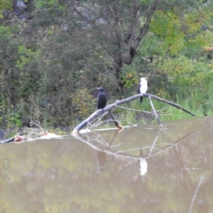 Phalacrocorax sulcirostris at Queanbeyan, NSW - 30 Apr 2023 10:28 AM