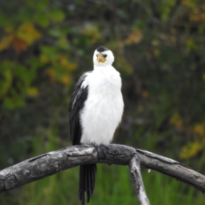 Microcarbo melanoleucos (Little Pied Cormorant) at QPRC LGA - 30 Apr 2023 by GlossyGal