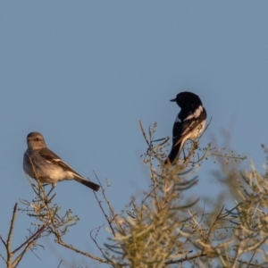 Melanodryas cucullata picata at Cunnamulla, QLD - 16 Aug 2017 07:17 AM