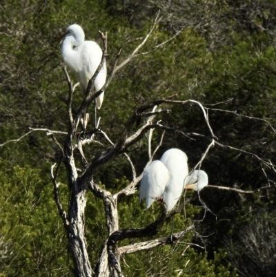 Ardea alba (Great Egret) at Mallacoota, VIC - 26 Apr 2023 by GlossyGal