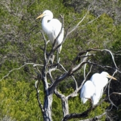 Ardea alba at Mallacoota, VIC - 26 Apr 2023