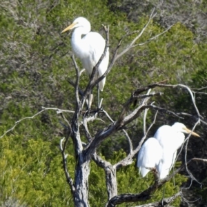 Ardea alba at Mallacoota, VIC - 26 Apr 2023 12:12 PM