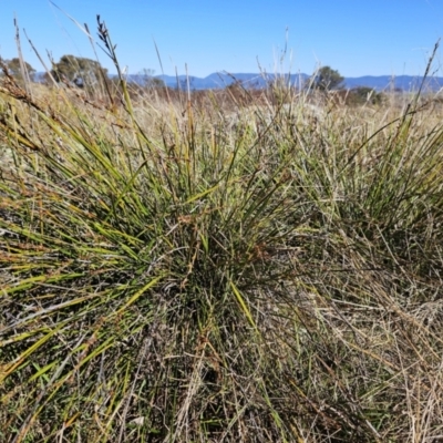 Lepidosperma laterale (Variable Sword Sedge) at Molonglo Valley, ACT - 4 May 2023 by sangio7