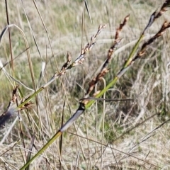 Lepidosperma laterale at Molonglo Valley, ACT - 4 May 2023 10:13 AM