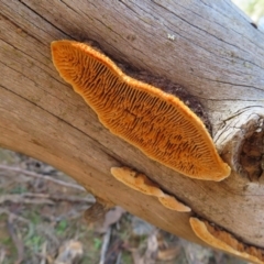Unidentified Pored or somewhat maze-like on underside [bracket polypores] at Paddys River, ACT - 6 May 2023 by MatthewFrawley