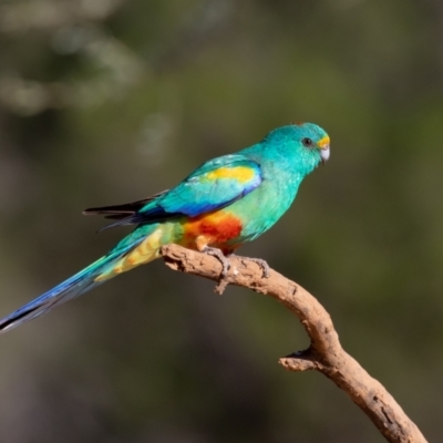 Psephotellus varius (Mulga Parrot) at Cunnamulla, QLD - 14 Aug 2017 by rawshorty