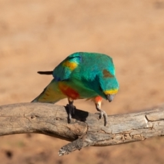 Psephotellus varius at Cunnamulla, QLD - 15 Aug 2017