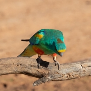 Psephotellus varius at Cunnamulla, QLD - 15 Aug 2017 09:00 AM