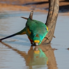 Psephotellus varius at Cunnamulla, QLD - 15 Aug 2017