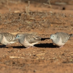 Geopelia placida at Cunnamulla, QLD - 15 Aug 2017 07:45 AM