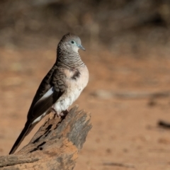 Geopelia placida at Cunnamulla, QLD - 15 Aug 2017